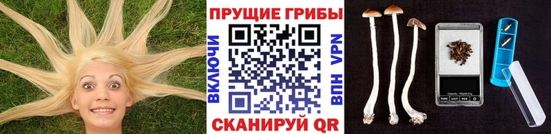 купить  сайты  Мытищи  Псилоцибиновые грибы мицелий 